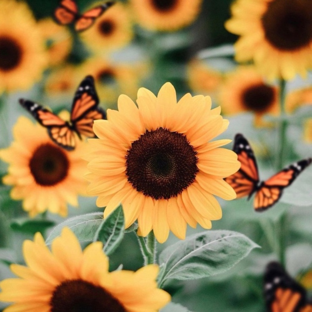 Meet your Posher, Kaitlyn